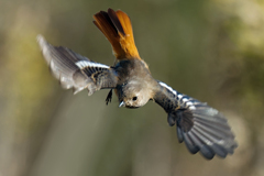 ジョウビタキ♀