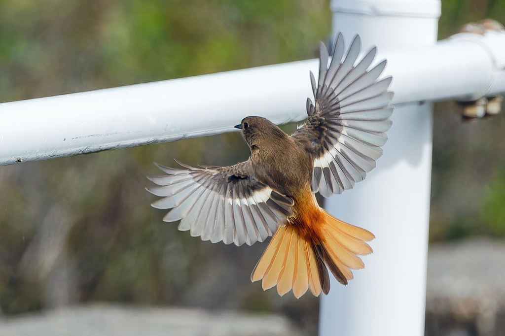 ジョウビタキ♀の飛着き