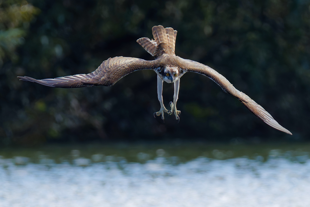 ミサゴの着水態勢②