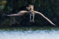 ミサゴの着水態勢② ミサゴの着水態勢②