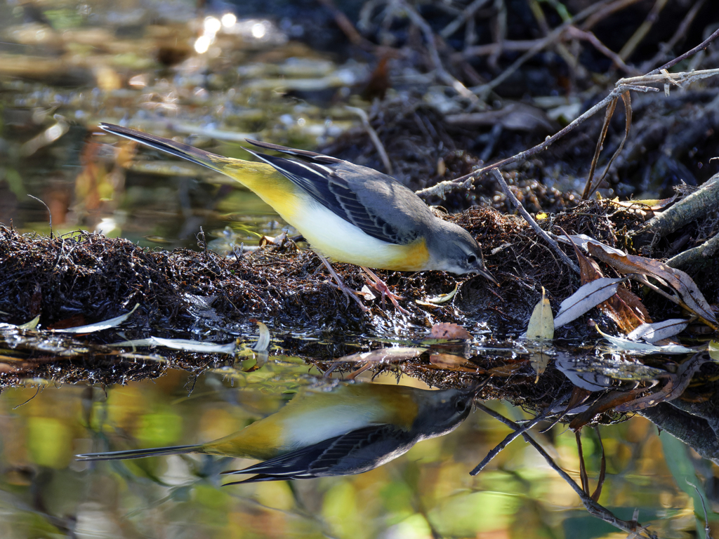 水面に写った自分の姿