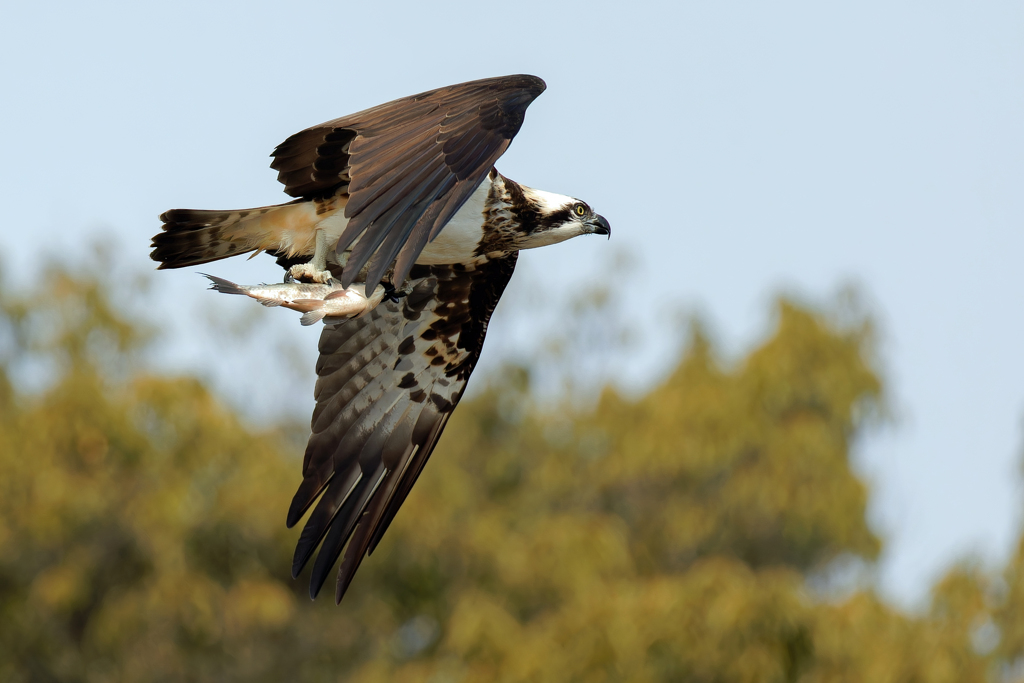 獲物をゲットして悠々と、、、