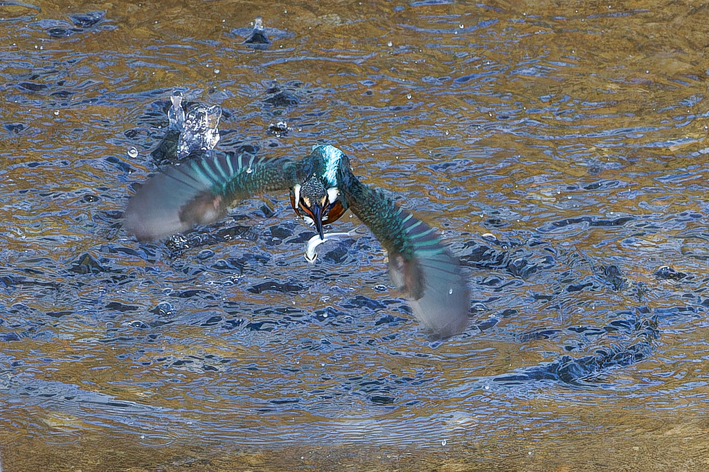 カワセミの魚とり