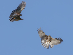 バトルの予感‼