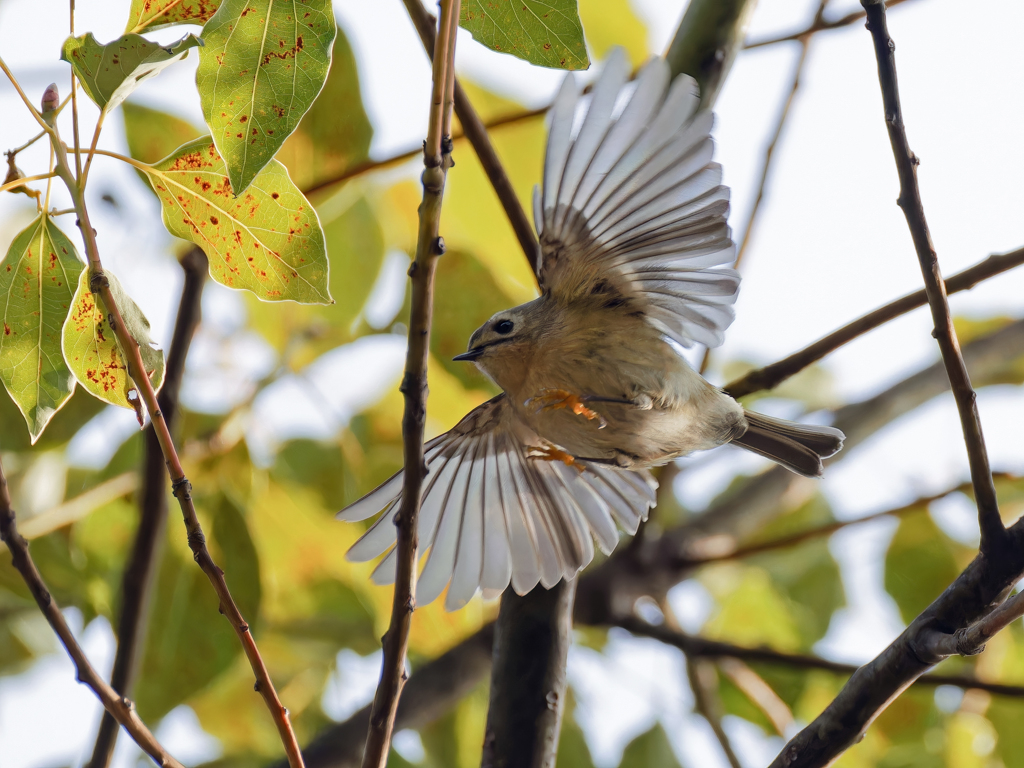 キクイタ飛び着き