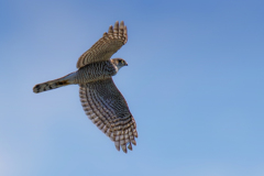 素嚢が膨れたハイタカ