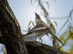 サンショウクイの飛出し