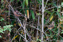 ベニマシコペアー③