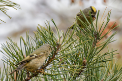 松の木に菊ちゃん2羽③