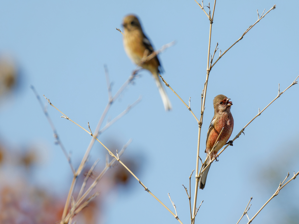舌が見えたベニマシコ♂