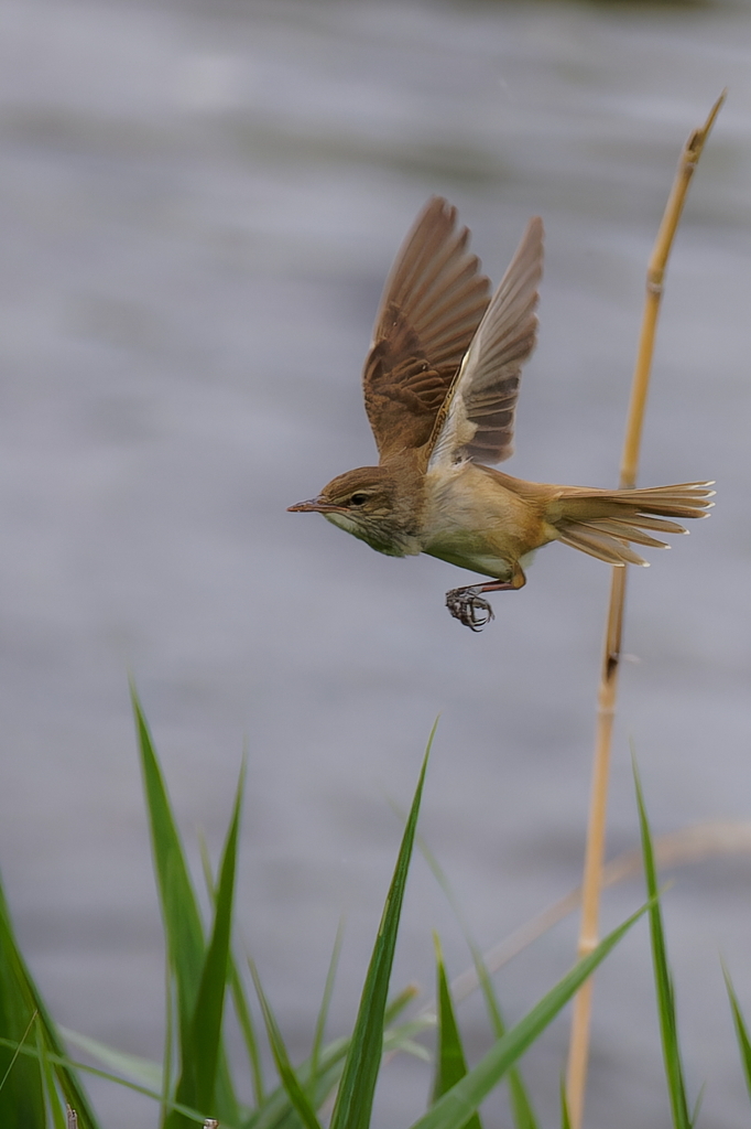 オオヨシキリの飛び出し