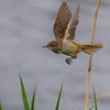 オオヨシキリの飛び出し