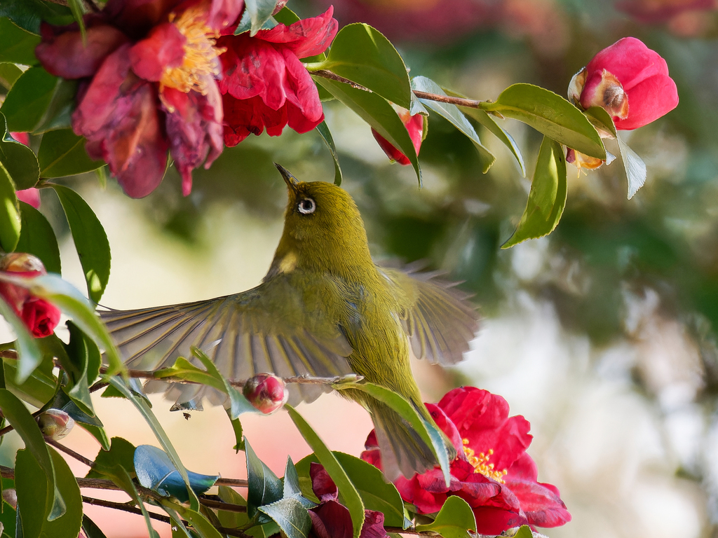山茶花にメジロ