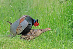 嫌がる♀雉