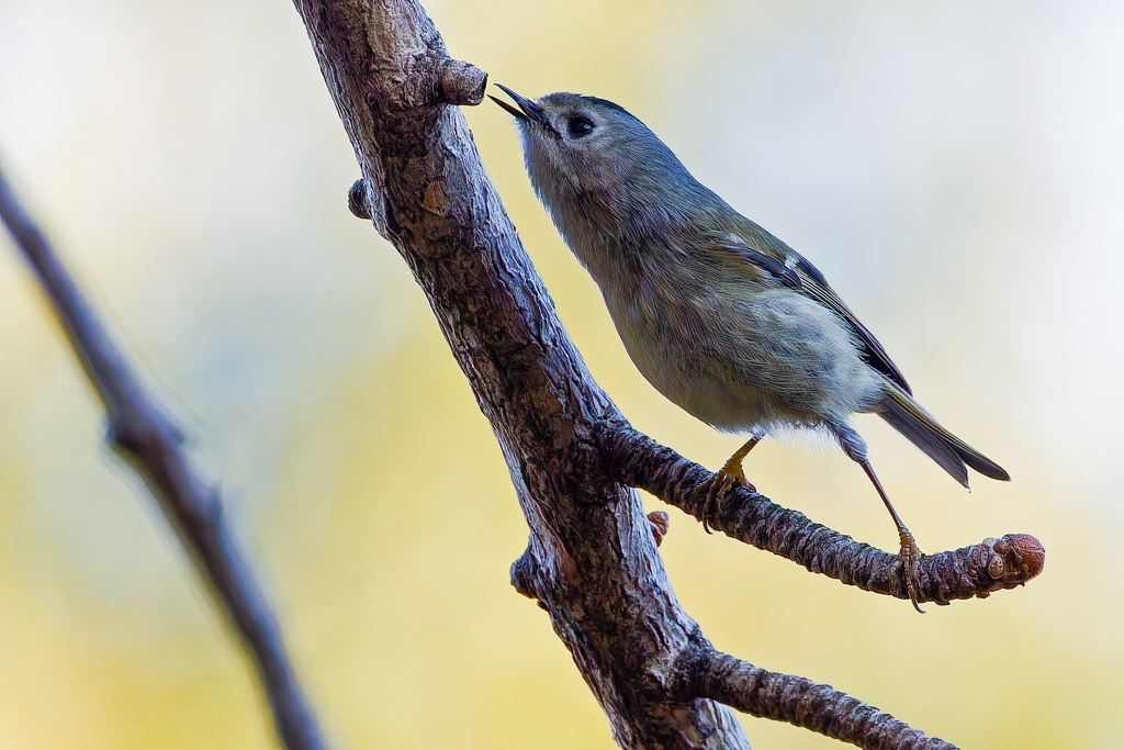 虫を見つけた菊ちゃん
