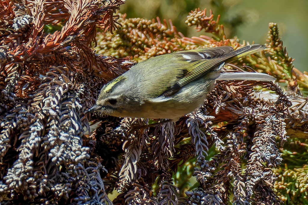 餌を探すキクイタダキ