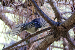 キクイタダキの飛び出し