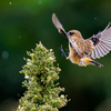 飛着くノビタキ