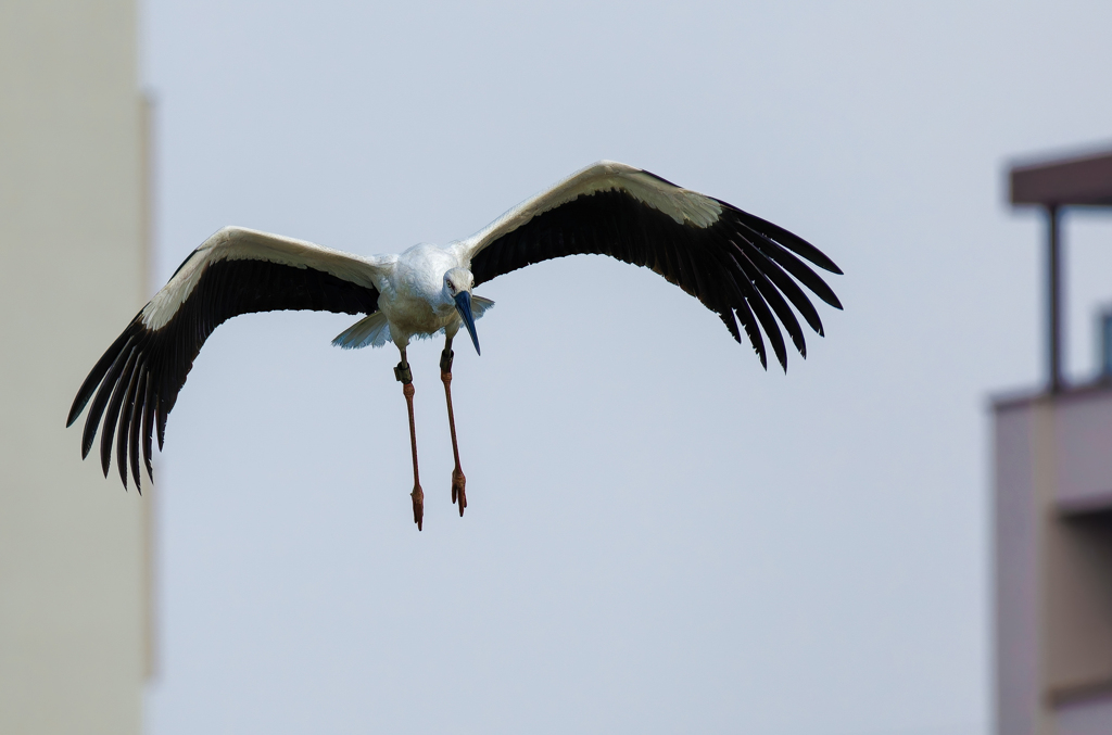 都会に現れたコウノトリ