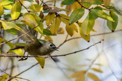 キクイタダキの飛び出し