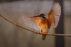 カワセミの飛着き⑥