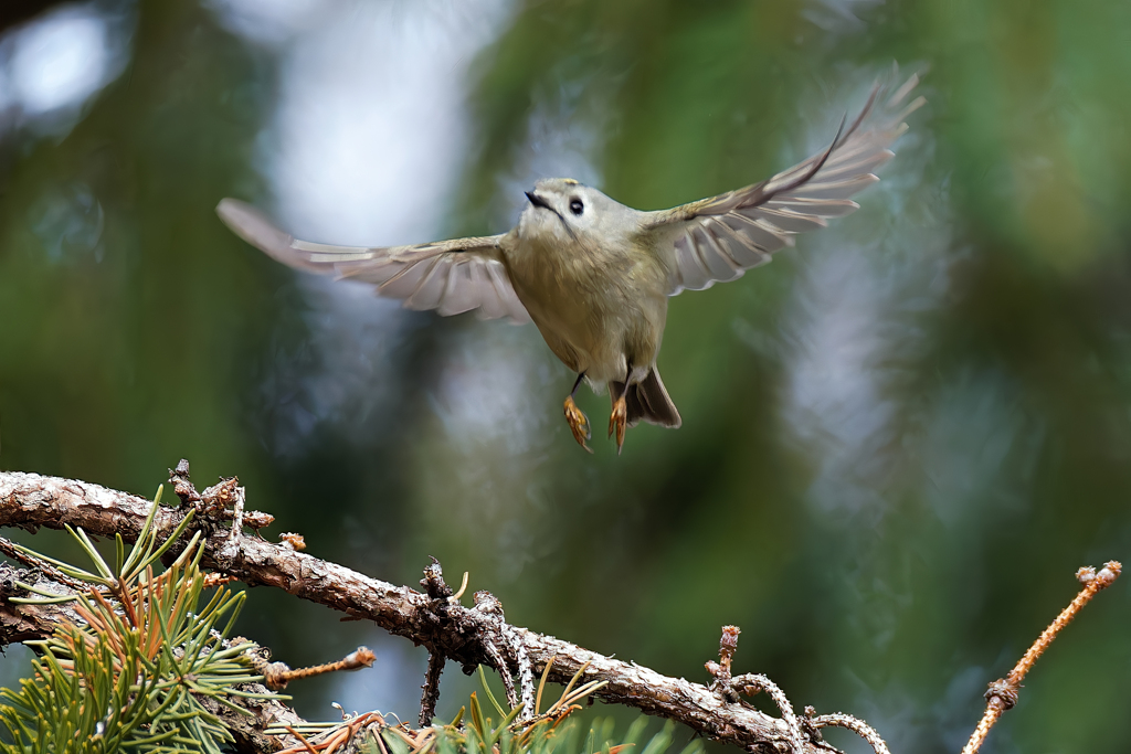 菊ちゃんの飛び出し