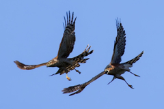 ハイタカバトル③