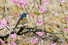 紅梅にルリビタキ