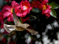 山茶花バックにニシオジロビタキ