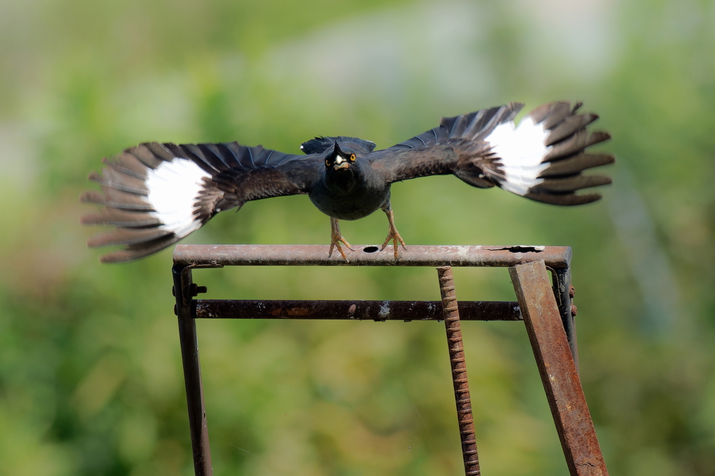 ハッカチョウの飛び出し