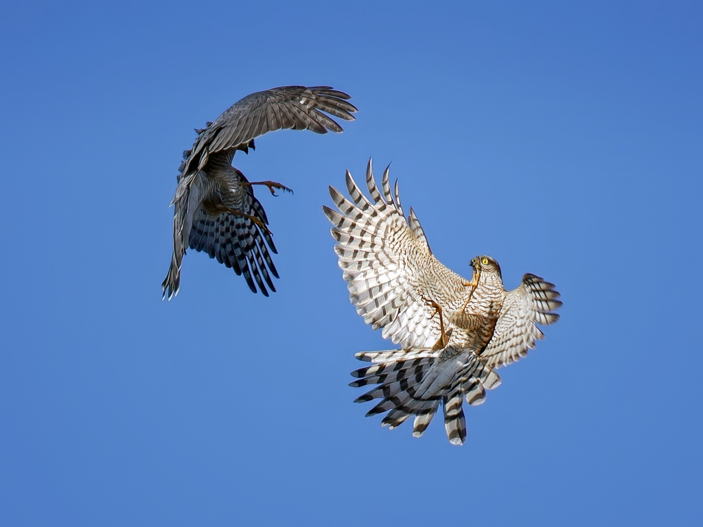 ハイタカバトル⑧