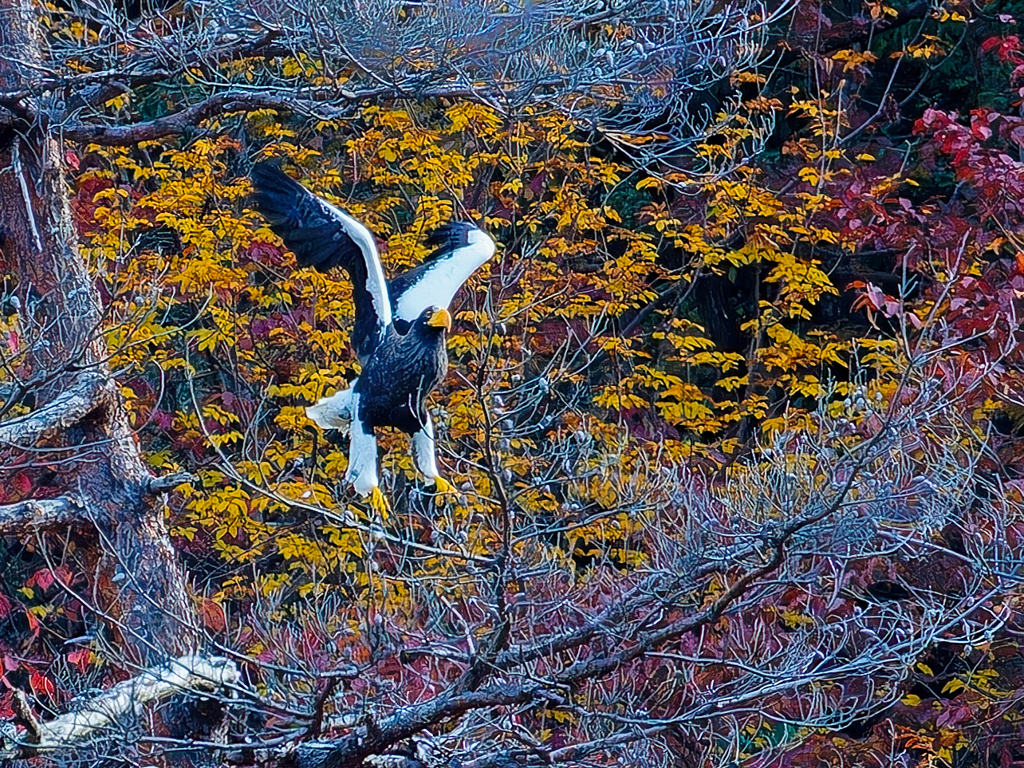 大鷲の飛び出し④