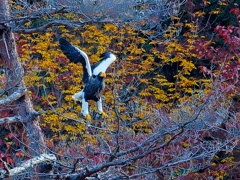 大鷲の飛び出し④