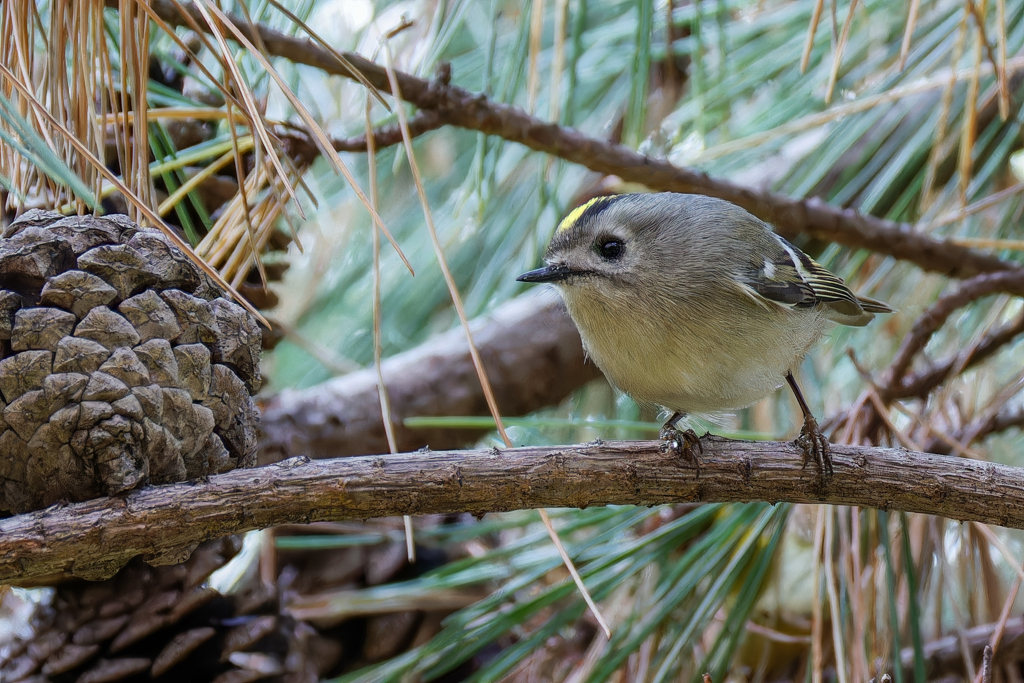 メタボな菊ちゃん