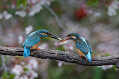 カワセミの餌渡し①