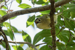 キクイタダキ③