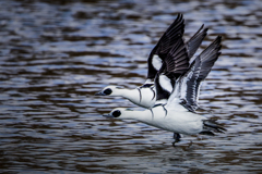 ツインミコアイサ