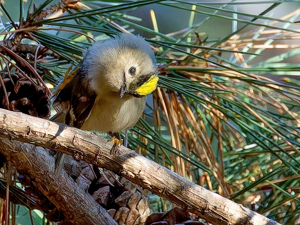 頭を下げる菊ちゃん