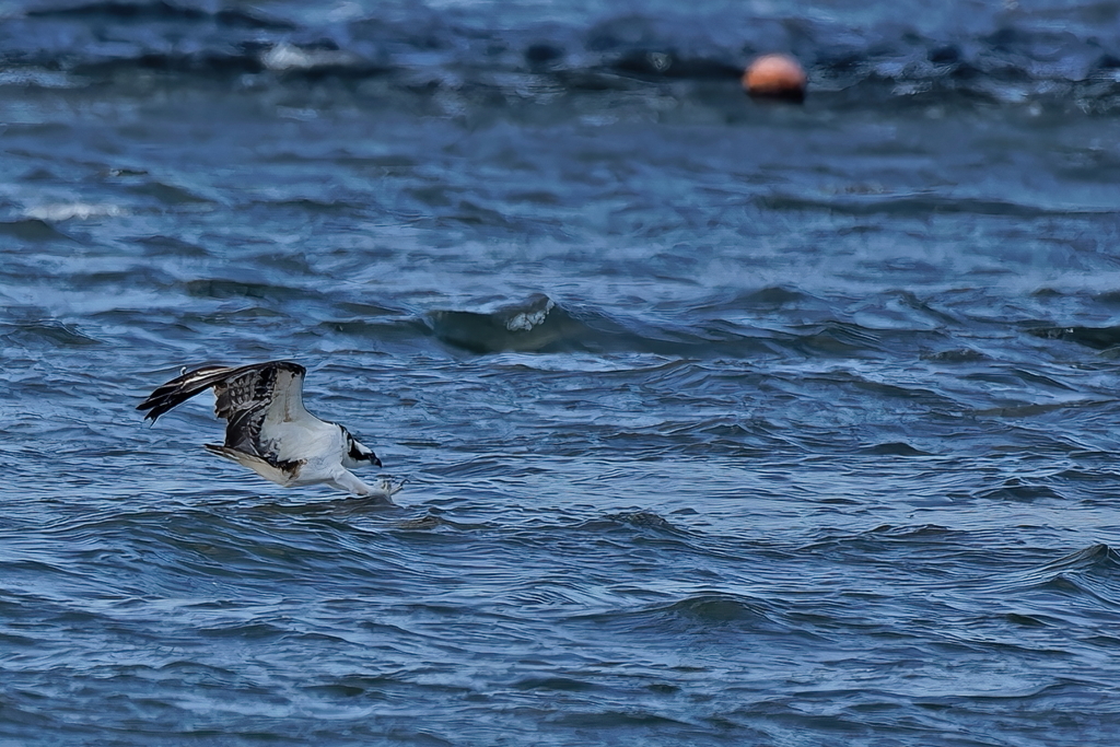 ミサゴのダーウインポーズ