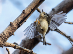 菊ちゃんの飛び着き