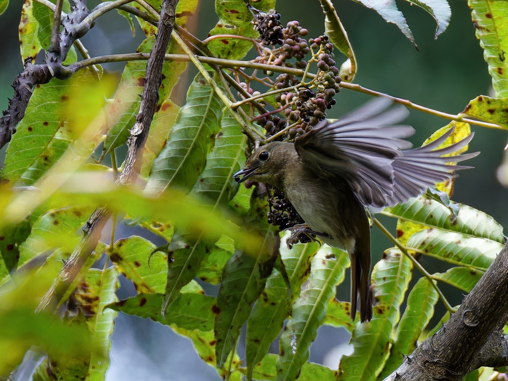 キビタキ♀のホバリングキャッチ