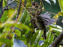 キビタキ♀のホバリングキャッチ