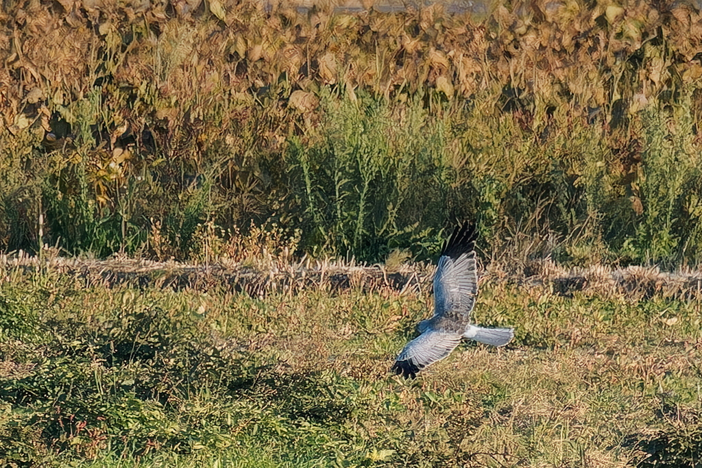 灰色チュウヒ干拓地を飛ぶ！②
