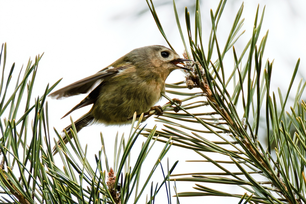 舌を出した菊ちゃん