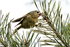舌を出した菊ちゃん