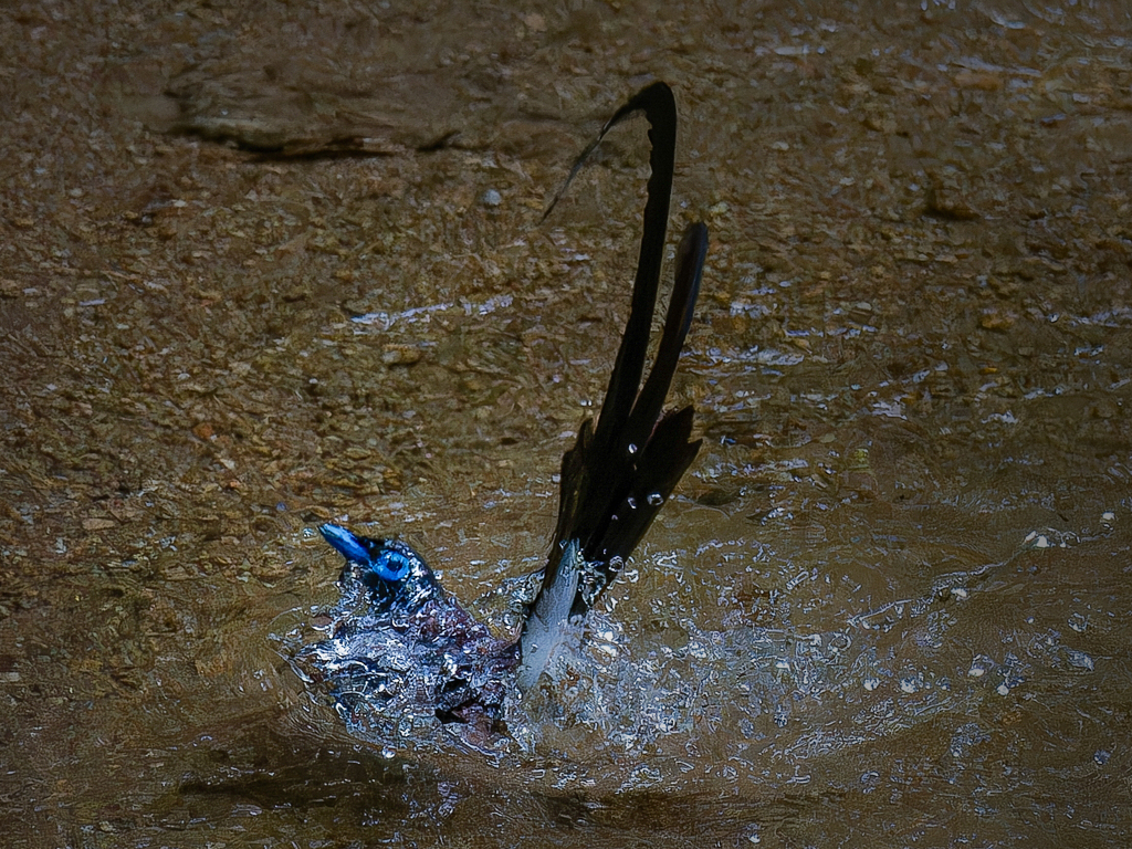 サンコウチョウの水浴び⑧