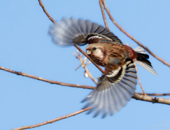 ベニマシコの飛び出し①