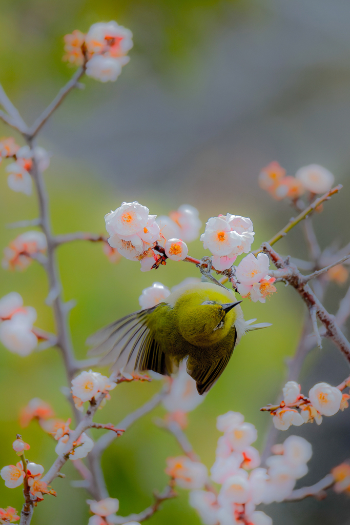 梅の花に囲まれて、、、