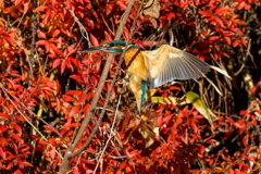 カワセミの飛着き②