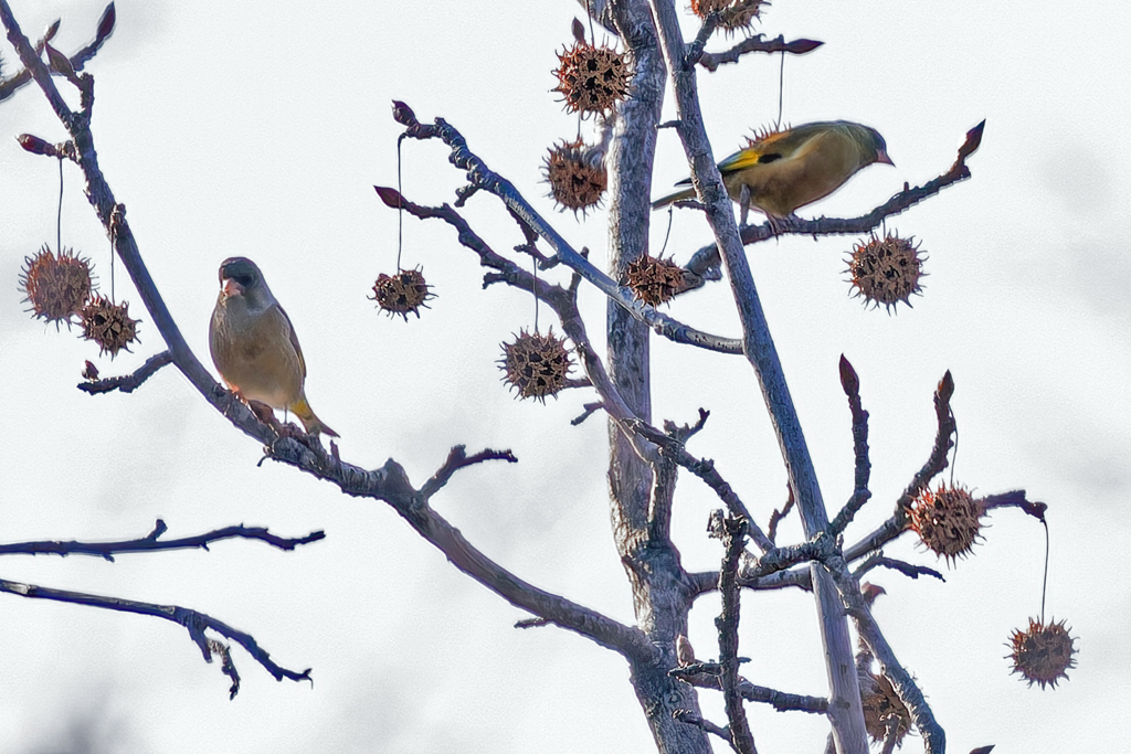 アメリカフウに来たカワラヒワ
